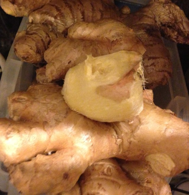 Ginger.  Photo by Challen Yee