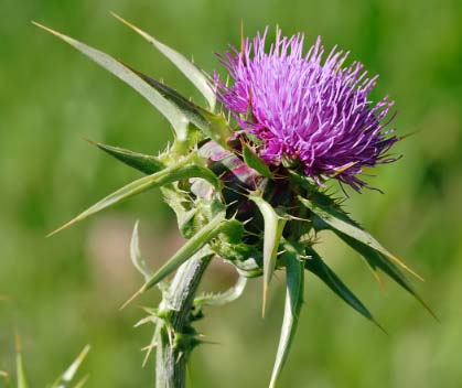 Milk Thistle - image source: en.wikipedia.org
